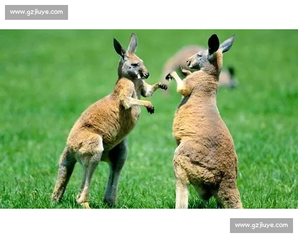 袋鼠与自然生态的斗争与生存智慧探索